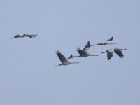 Kranich (Grus grus)  08